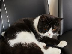 -HONGA HONGA雄家(曹路店)