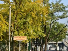 -三里屯东五街银杏大道