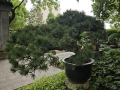 -上海醉白池公园