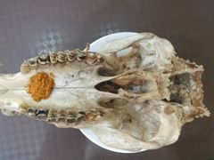 android_upload_pic-泉儿头杂碎·清真(城东总店)