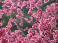 -金鸡山公园