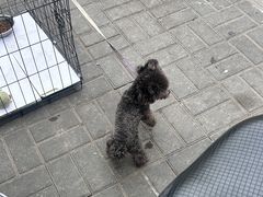 -洛阳周王城天子驾六博物馆