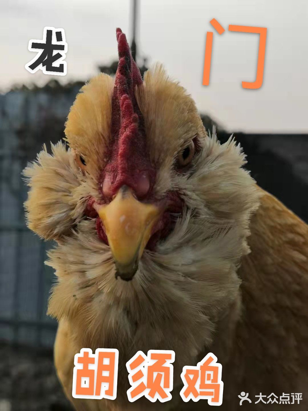 胡须鸡养足140天，吃杂粮的走地鸡味道美。
