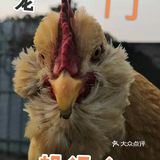 胡须鸡养足140天，吃杂粮的走地鸡味道美。