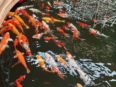 -南宫五洲植物乐园