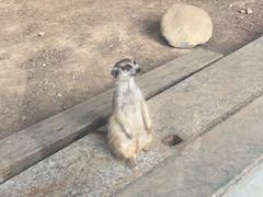 -灵玲国际马戏城
