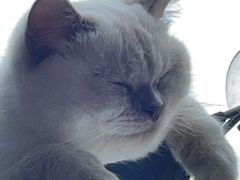 -北京恒爱动物医院(清景园分院)