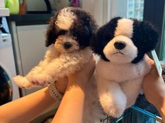 -翊宠yipet猫狗购宠庄园犬舍•猫舍