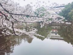 -武汉大学-樱园
