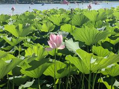 -莲花池公园