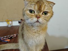 -楼上猫咖(罗湖店)