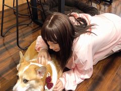 -豆柴町-柴犬主题狗咖(红鼎国际C座店)