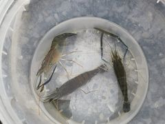 -DGE季风钓虾营地·团建·聚会