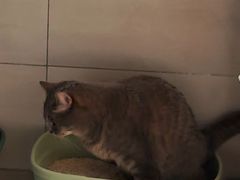 -心仪动物医院·牙专科·肿瘤·心脏科(西客站院)