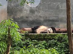 -中国大熊猫保护研究中心雅安碧峰峡基地