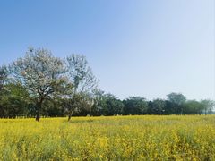 -汉长安城未央宫国家考古遗址公园