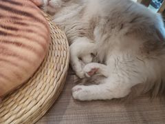 -飞行喵MR PILOT|猫舍·猫咖(静安大融城店)