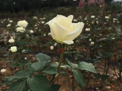 -松山湖梦幻百花洲