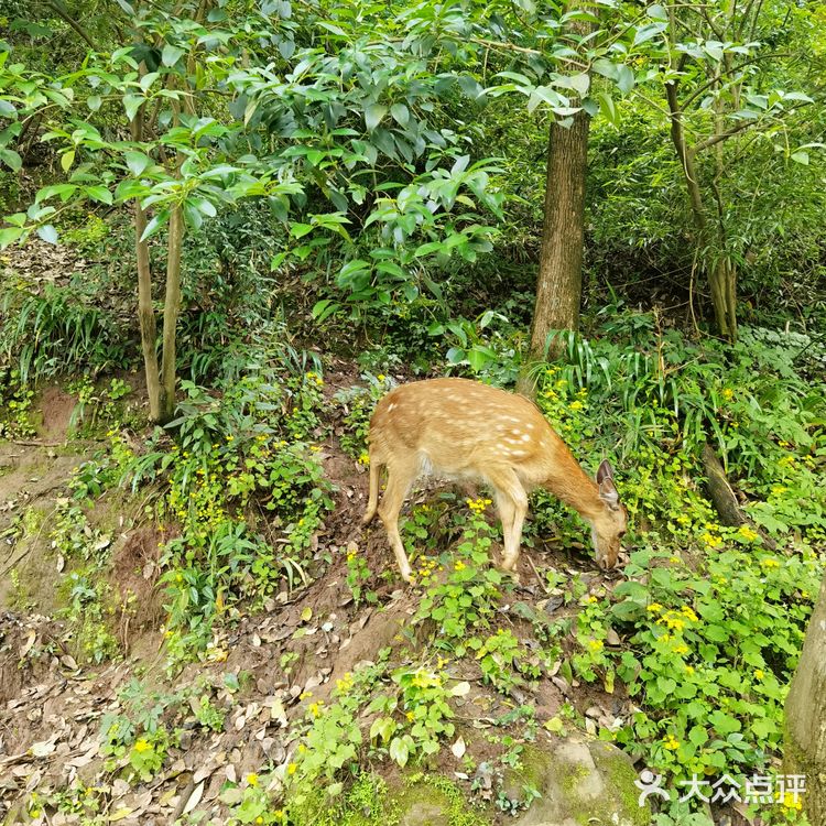 野猴出没，小心！🔥———长寿太极岛