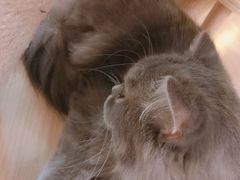 -猫和宫(六道口店)