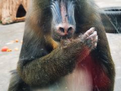 -西安秦岭野生动物园