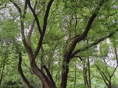 -徐家汇源景区-衡山公园