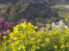 -石潭村