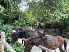 -海南热带野生动植物园