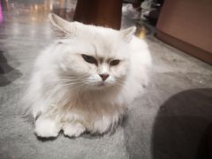 -瞄一喵猫咖(格力海岸店)