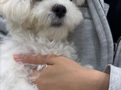 -安安宠医宠物医院·异宠·犬猫内科(岳阳分院)