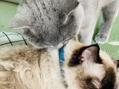 -猫在这儿猫咪咖啡馆·撸猫馆