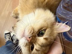 -唐小姐の私宠·宠物洗护美容·撸猫馆·购宠(周浦万达旗舰店)