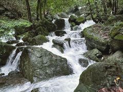 -天目山大树王景区