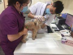 -宠爱国际动物医院· 猫科· 外科·中兽医(长白店)