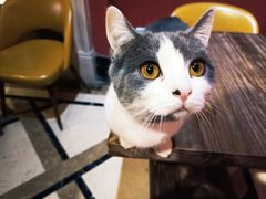 -猫色咖啡·猫咖