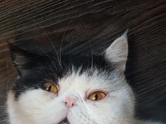 -吉丁鸟咖·异宠·寄养