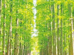 -东平国家森林公园