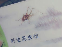 android_upload_pic-上海大自然野生昆虫馆