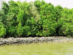 -东寨港红树林旅游区