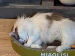 -白兔子密室(长寿路店)