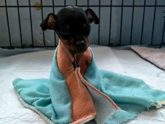 -瑞派福兴宠物医院犬猫全科·骨科·中西医结合(河东店)