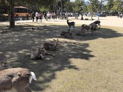 -奈良公园