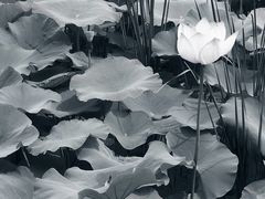 -梁鸿国家湿地公园