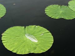 -北陵公园