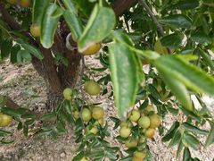 -香园炸鸡(鞍山西道店)