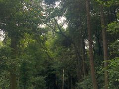 -缙云山景区