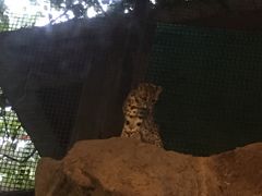 -清迈夜间动物园