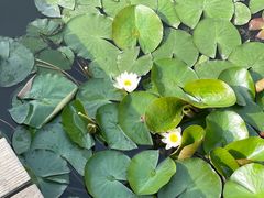 -上海鲜花港