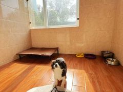 -汪说喵讲宠物乐园宠物酒店(红星美凯龙店)