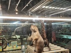 -宠物世家(仲盛世界商城店)